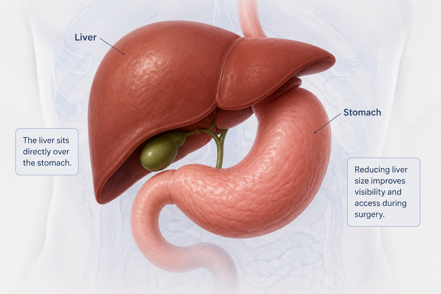Medical illustration showing the liver positioned above the stomach. Source: Everself